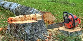 Best Leaf Removal  in Roosevelt Gardens, FL
