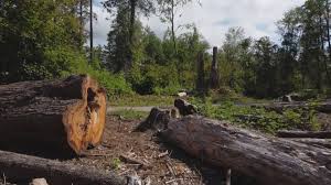 Best Tree Trimming and Pruning  in Roosevelt Gardens, FL
