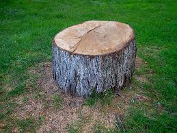Roosevelt Gardens, FL Tree Services Company