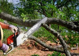 Best Tree Disease Treatment  in Roosevelt Gardens, FL