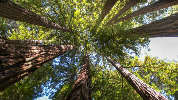 Best Tree Removal  in Roosevelt Gardens, FL