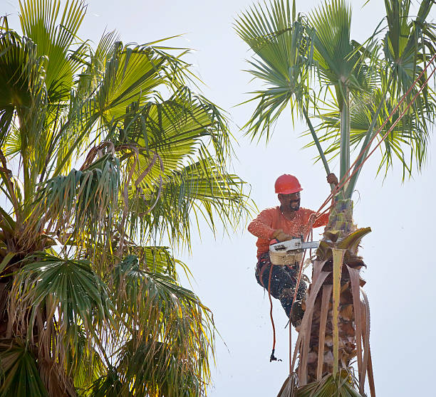 Best Weed Control  in Roosevelt Gardens, FL