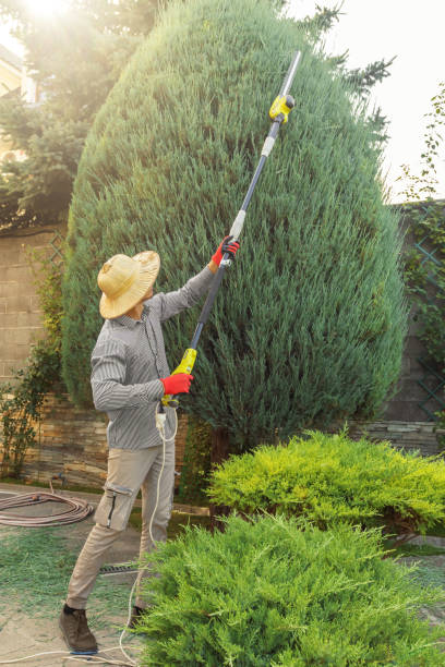 Best Root Management and Removal  in Roosevelt Gardens, FL