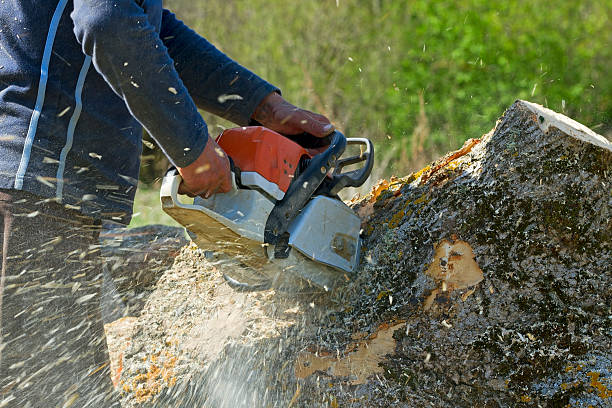 How Our Tree Care Process Works  in  Roosevelt Gardens, FL